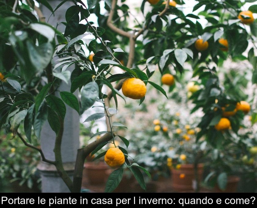 Portare Le Piante In Casa Per L'inverno: Quando E Come?