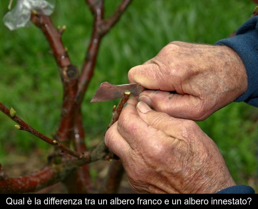 Qual è La Differenza Tra Un Albero Franco E Un Albero Innestato?