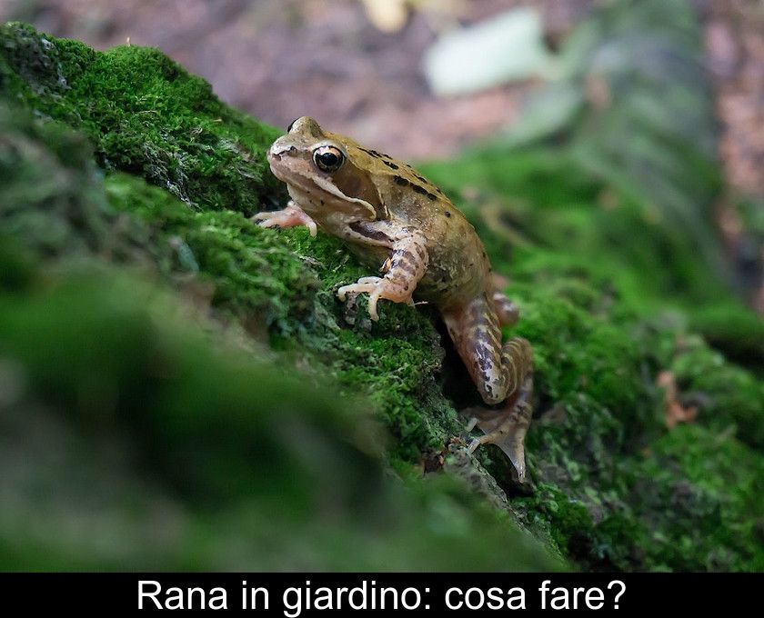 Rana In Giardino: Cosa Fare?