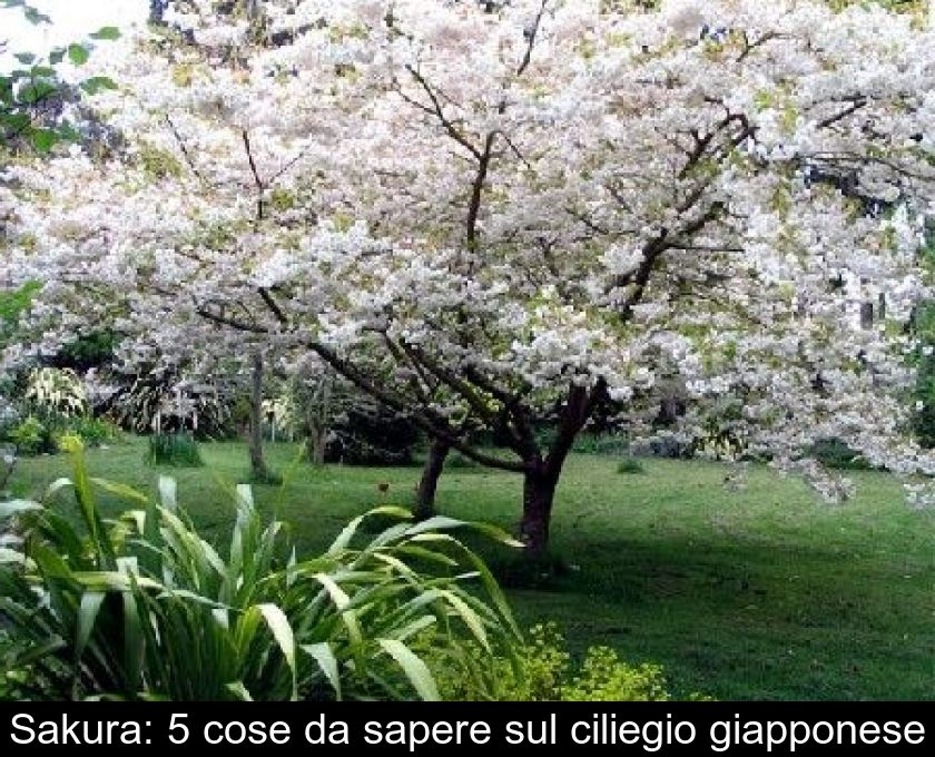 Sakura: 5 Cose Da Sapere Sul Ciliegio Giapponese