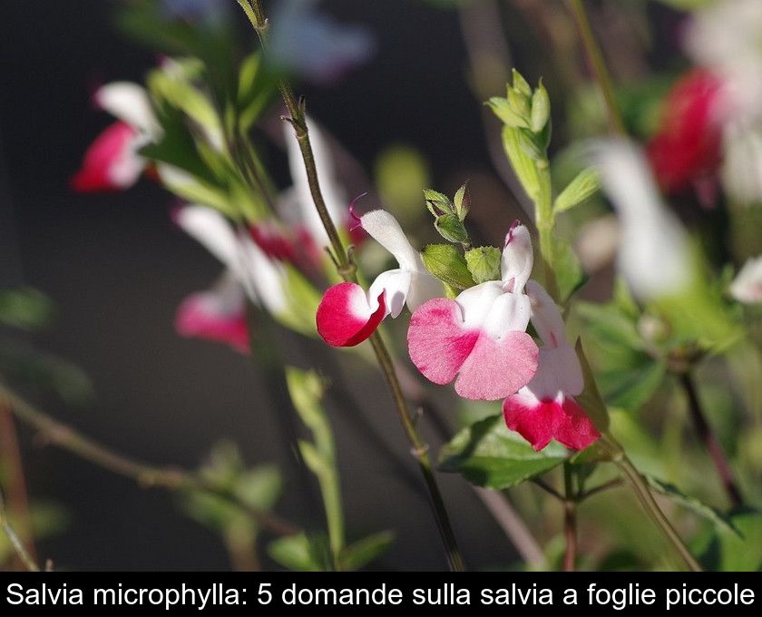 Salvia Microphylla: 5 Domande Sulla Salvia A Foglie Piccole
