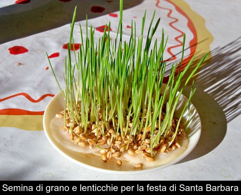 Semina Di Grano E Lenticchie Per La Festa Di Santa Barbara