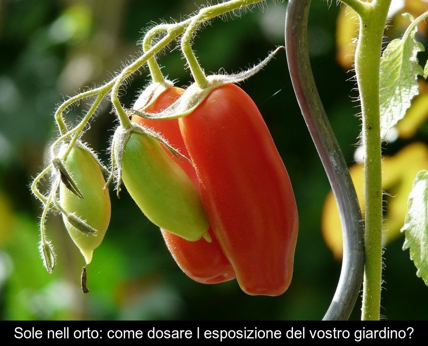 Sole Nell'orto: Come Dosare L'esposizione Del Vostro Giardino?