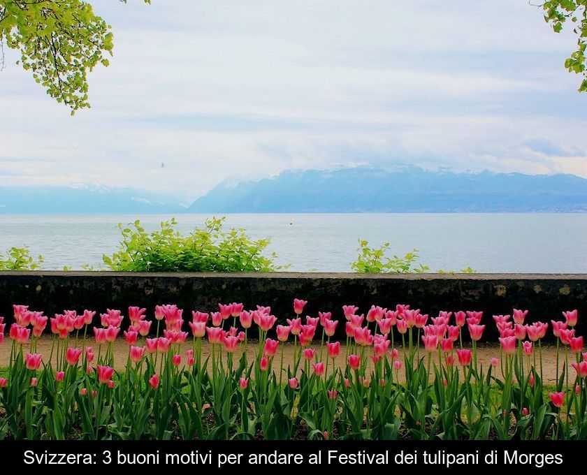 Svizzera: 3 Buoni Motivi Per Andare Al Festival Dei Tulipani Di Morges