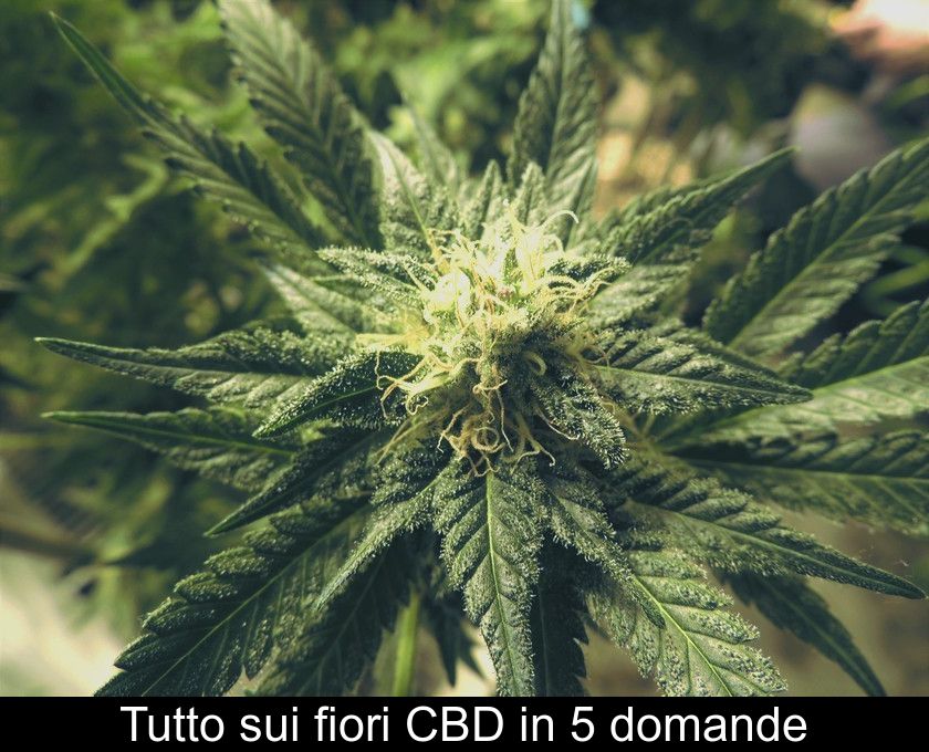 Tutto Sui Fiori Cbd In 5 Domande