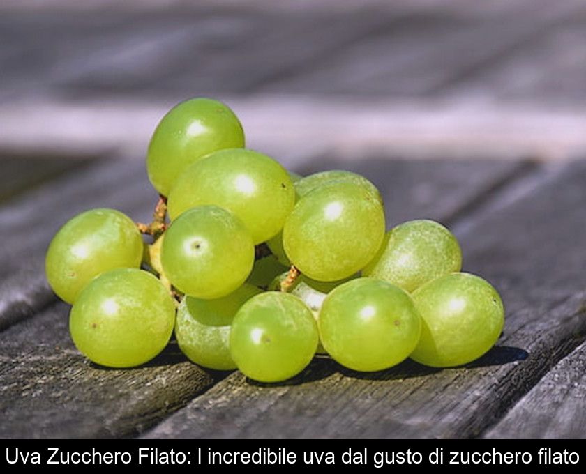 Uva Zucchero Filato: L'incredibile Uva Dal Gusto Di Zucchero Filato