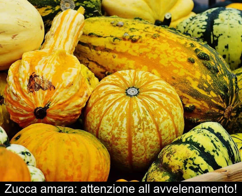 Zucca Amara: Attenzione All'avvelenamento!