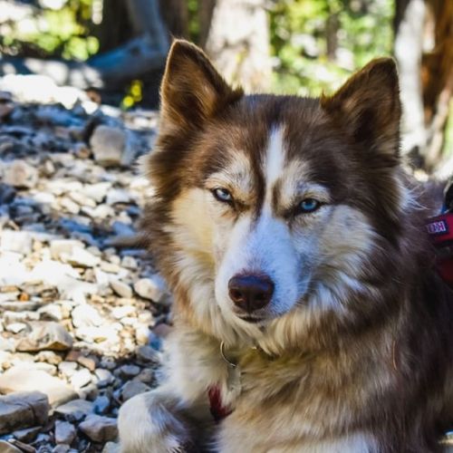 5 buone ragioni per praticare il cani rando con il tuo cane.