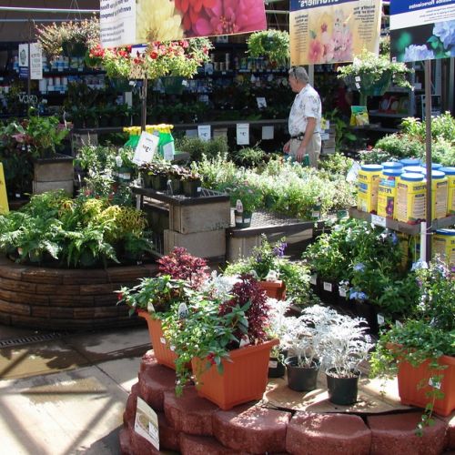 Acquisti nei garden center: come scegliere le piante giuste?