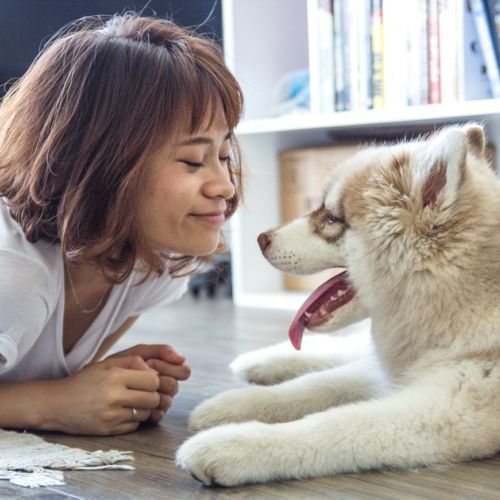 Adottare un animale: cos'è il certificato di impegno?