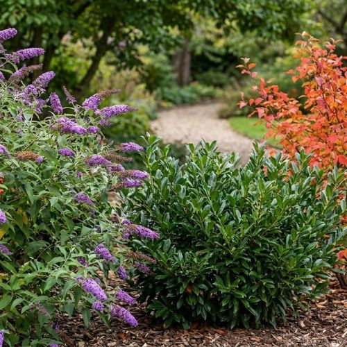 Arbusti ornamentali: il segreto di un giardino vivo in tutte le stagioni