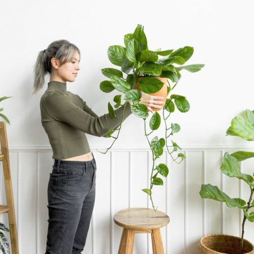 Calore: piante da interno per rinfrescare la casa