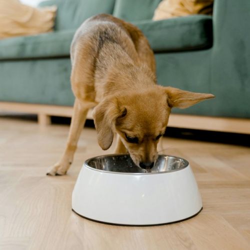 Cane: cosa fare quando la sua ciotola crea problemi?