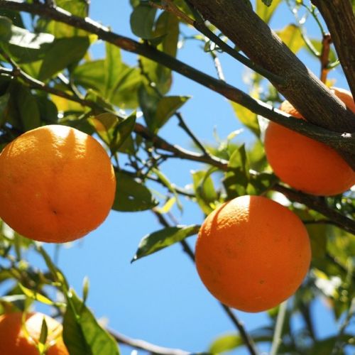 Clima: l'area dell'arancio si estende in Francia.