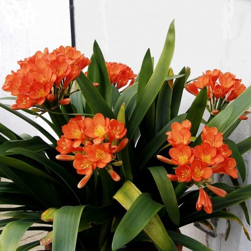 Clivia: come mantenerla e farla fiorire?