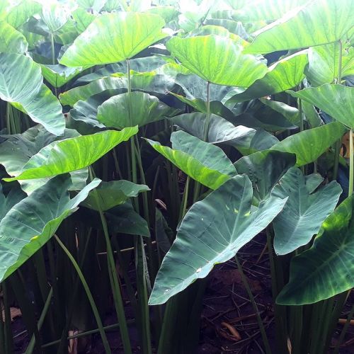 Colocasia: la pianta dalle orecchie di elefante