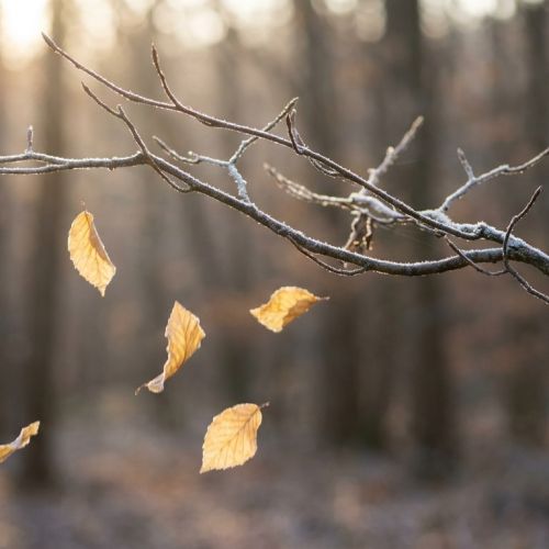 Come gli alberi sopravvivono all'inverno: il grande segreto della dormienza invernale