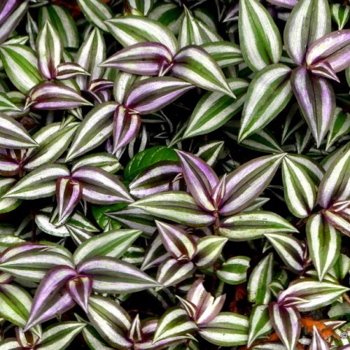 Come prendersi cura di una tradescantia o misère?