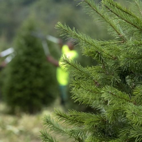 Come scegliere un albero di Natale in 3 domande