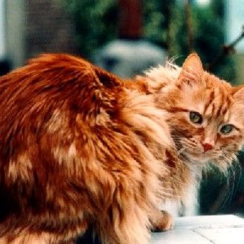 Coryza nei gatti: sintomi e prevenzione