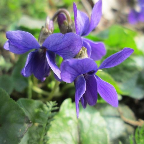 Fiori: 8 cose da sapere sulle violette