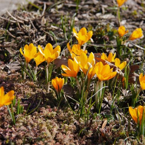 Fioriture autunnali: quali sono i fiori di stagione?