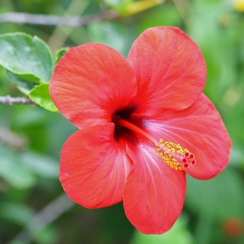 Flora esotica: 3 fiori emblematici della Malesia