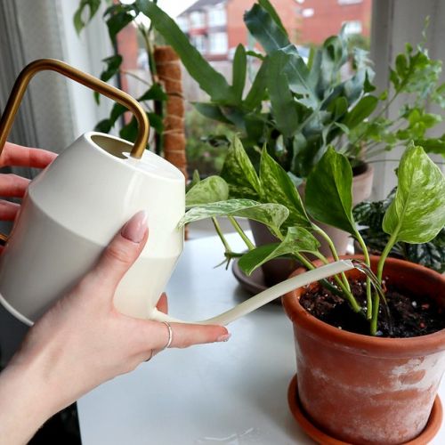 Giardinaggio: quale acqua per le piante d'appartamento?