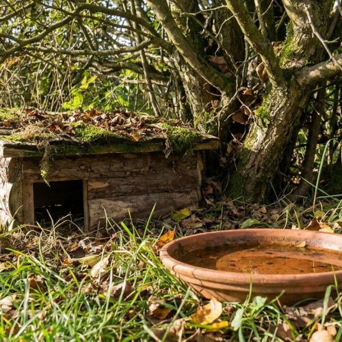 Giardinaggio ecologico: come accogliere la fauna e la flora selvatiche nel proprio giardino