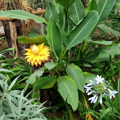 Giardino: 5 buone ragioni per adottare il banano nano lotus d'oro