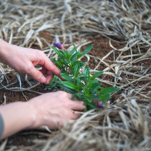 Giardino: 5 buone ragioni per utilizzare la paglia