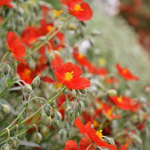 Giardino: 5 buoni motivi per piantare eliantemi