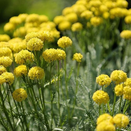 Giardino: 5 piante da fiore resistenti alla siccità