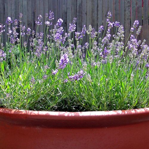 Giardino: piantare una lavanda in 5 domande