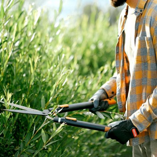 Giardino: quando potare le siepi per gli uccelli?