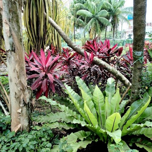 Giardino giungla: 5 piante per seguire questa tendenza