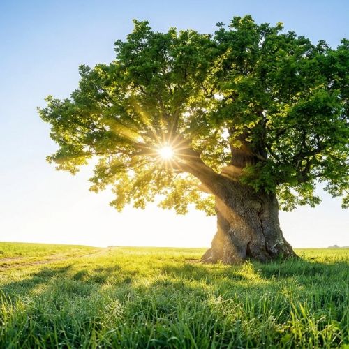 Gli alberi assorbono davvero il CO2? Mito e realtà del bilancio carbonico forestale