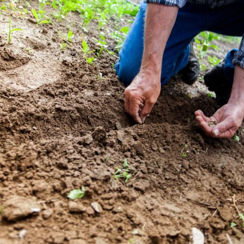 Hobby: perché il giardino?