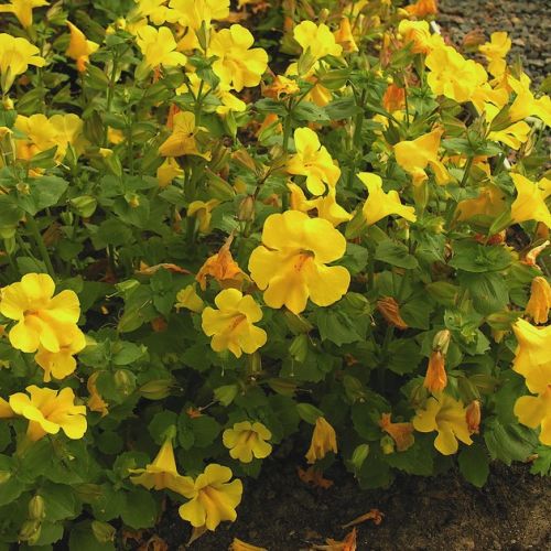 I mimulus: fiori pieni di colori.