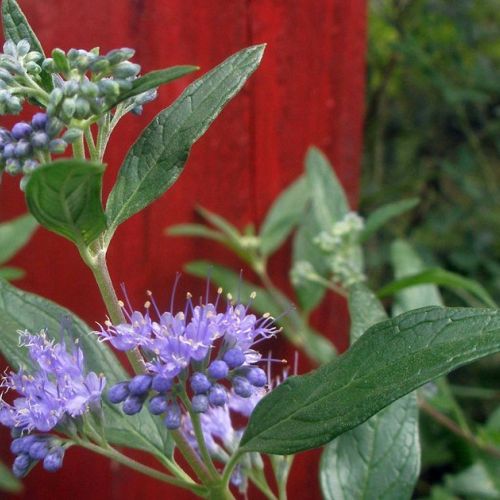 Il caryopteris: una bella pianta fiorita in autunno.