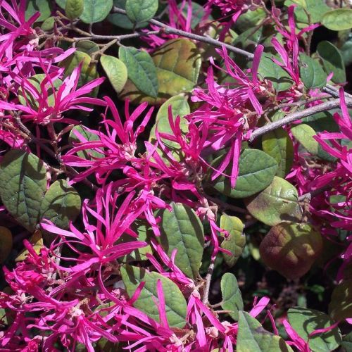 Il loropetalum: un arbusto decorativo con fiori rosa