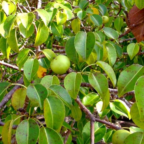 Il mancinella: l'albero più tossico del mondo