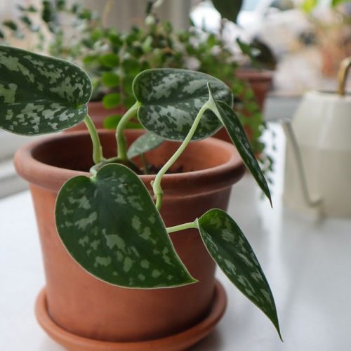 Il pothos maculato: 5 buone ragioni per adottare questa pianta.