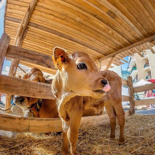 Il Salone dell'agricoltura di montagna a Bourg-Saint-Maurice