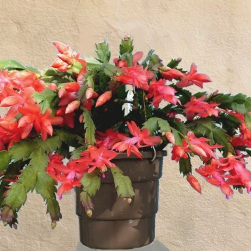 Il Schlumbergera o cactus di Natale in 5 domande