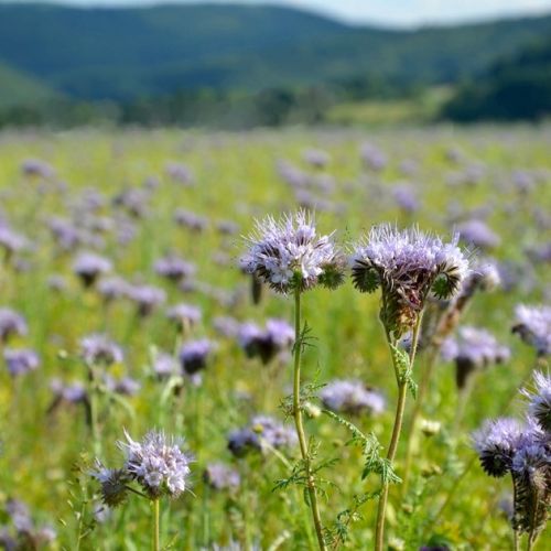 Il sovescio verde: definizione, semina e vantaggi