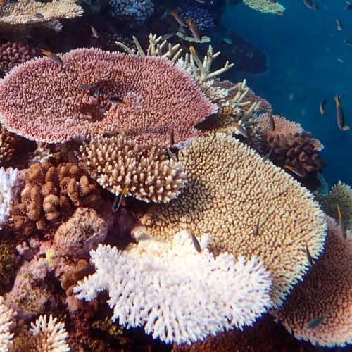 Immersione subacquea: 5 cose da sapere sul corallo