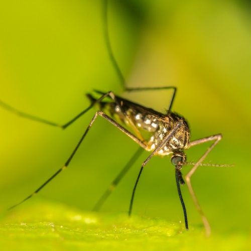 Insolito: 3 lati positivi delle zanzare