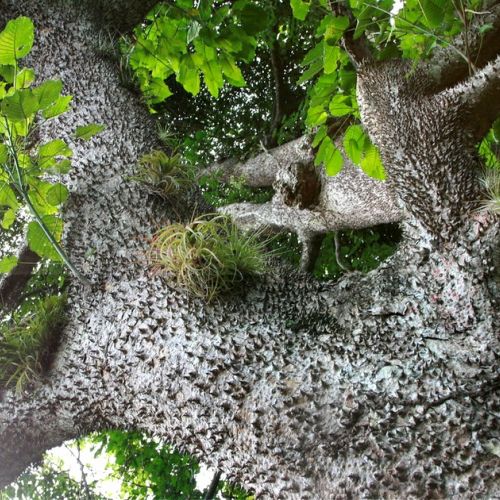L'albero dinamite: 5 cose da sapere sulla specie Hura crepitans