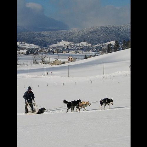 L'Aventure Polaire: una gara di cani da slitta a Méaudre
